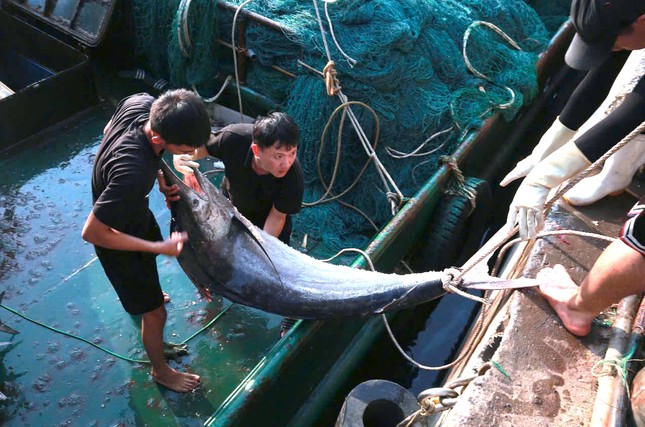 Sau 5 ngày ra khơi, tàu cá của ông Nguyễn Văn Phương (trú thị xã Hoàng Mai, Nghệ An) trúng đậm mẻ cá thu, cá kìm trị giá khoảng 700 triệu đồng.
