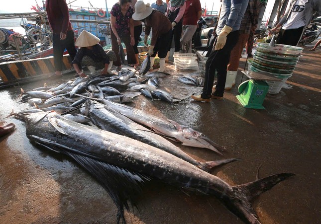 Những con cá kìm có trọng lượng lớn từ 20-70kg.
