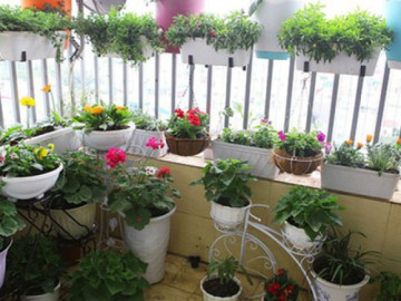 Lưu ý chọn cây ban công để tránh ảnh hưởng đến vận may và sức khỏe của các thành viên trong gia đình