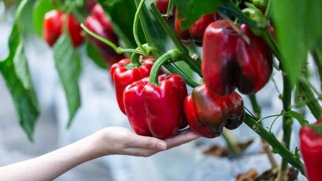 Ớt chuông giàu vitamin C không chỉ tà thực phẩm tốt cho móng tay mà còn hỗ trợ quá trình hấp thụ sắt.