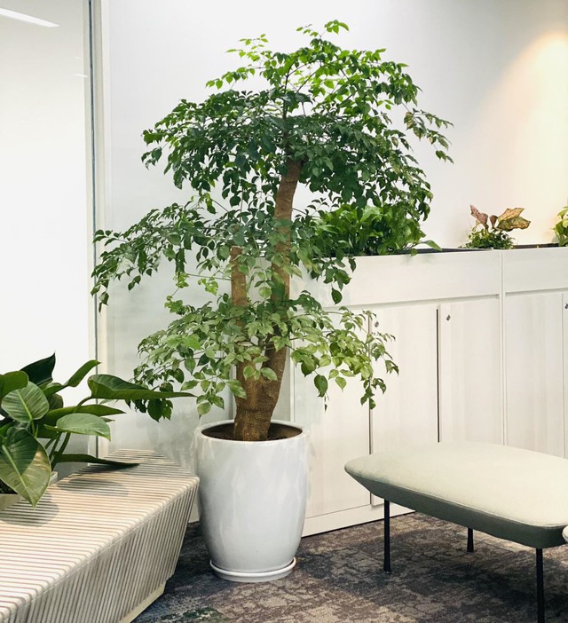 Hạnh phúc gốc đặt sàn.