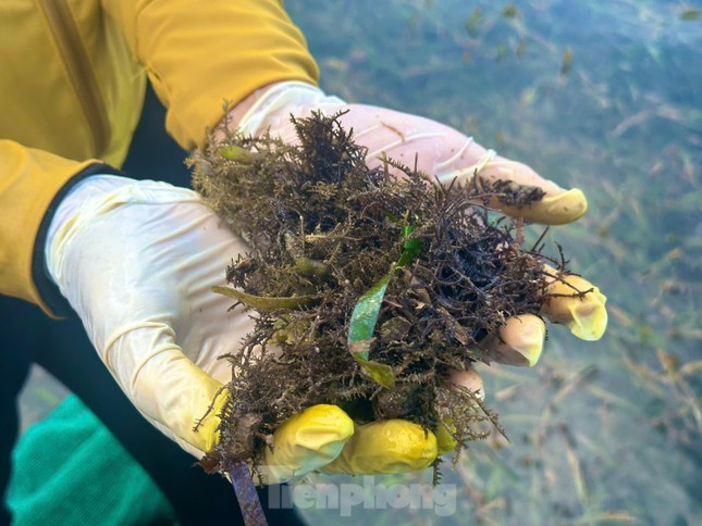 Sau khi hái rau câu chân vịt, người dân chế biến qua nhiều công đoạn để làm ra thành phẩm đem đi tiêu thụ.