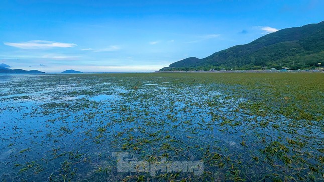 Phải thật tinh mắt, biết phân biệt và nhìn kỹ qua mặt nước mới có thể hái được loại rau câu chân vịt tự nhiên.