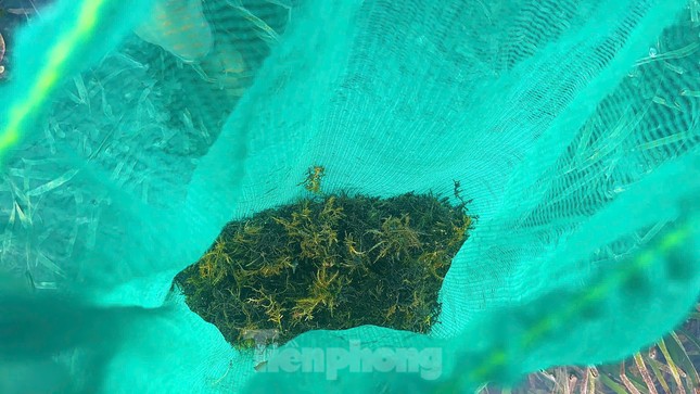 Người dân bán lại cho thương lái rau câu chân vịt với giá từ 1 - 1,2 triệu đồng/kg.