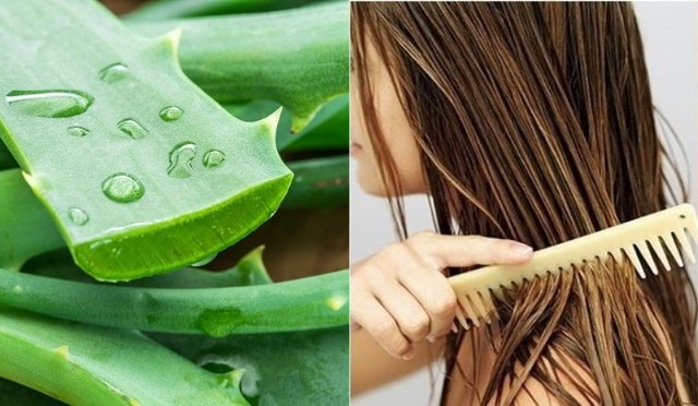 Loại lá nhơn nhớt được trồng như cây cảnh trong nhà, khi làm cách này sẽ giúp chống rụng tóc, kích thích mọc tóc và ổn định đường huyết - 2