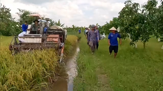 Người dân ở miền Tây đi theo máy gặt đập liên hợp lúc thu hoạch lúa để chờ bắt chuột đồng