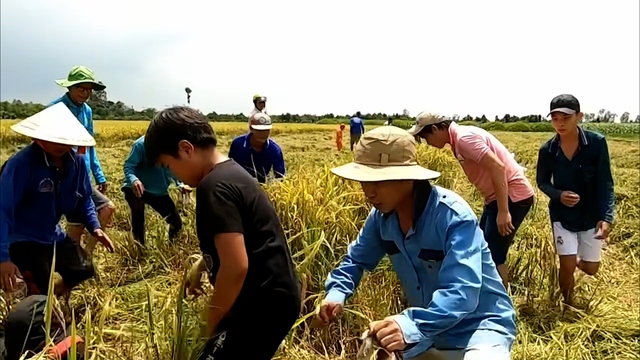 VIDEO: Cả xóm ở miền Tây rộn ràng săn chuột đồng - 3