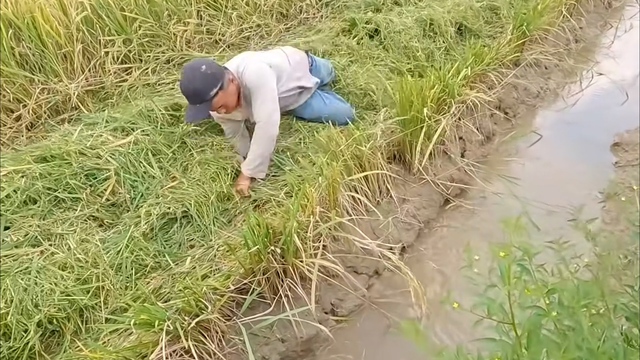 VIDEO: Cả xóm ở miền Tây rộn ràng săn chuột đồng - 2