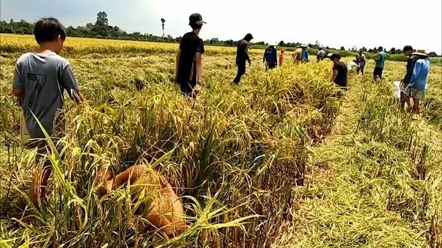 Chuột chạy tứ tán khi máy gặt đập liên hợp thu hoạch lúa, người dân rượt bắt đã tạo nên không khí sôi động trên những cánh đồng lúa bạt ngàn