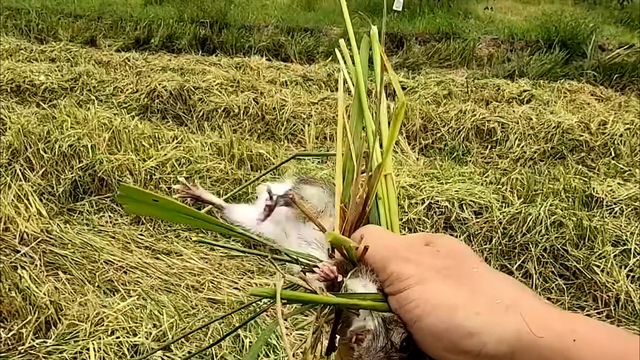 VIDEO: Cả xóm ở miền Tây rộn ràng săn chuột đồng - 6