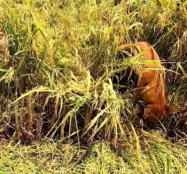 Cậu vàng cũng được người dân dẫn ra đồng để bắt chuột