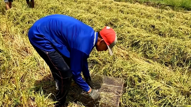 Chuột sau khi bắt được cho vào lồng sắt để mang về nhà chế biến thức ăn hoặc bán cho tiểu thương kiếm thêm thu nhập