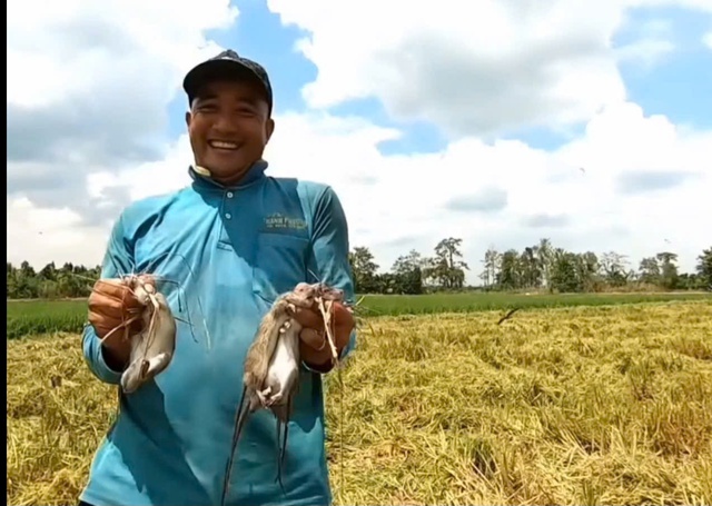 Mọi người cười tươi khi bắt được những con chuột đồng to
