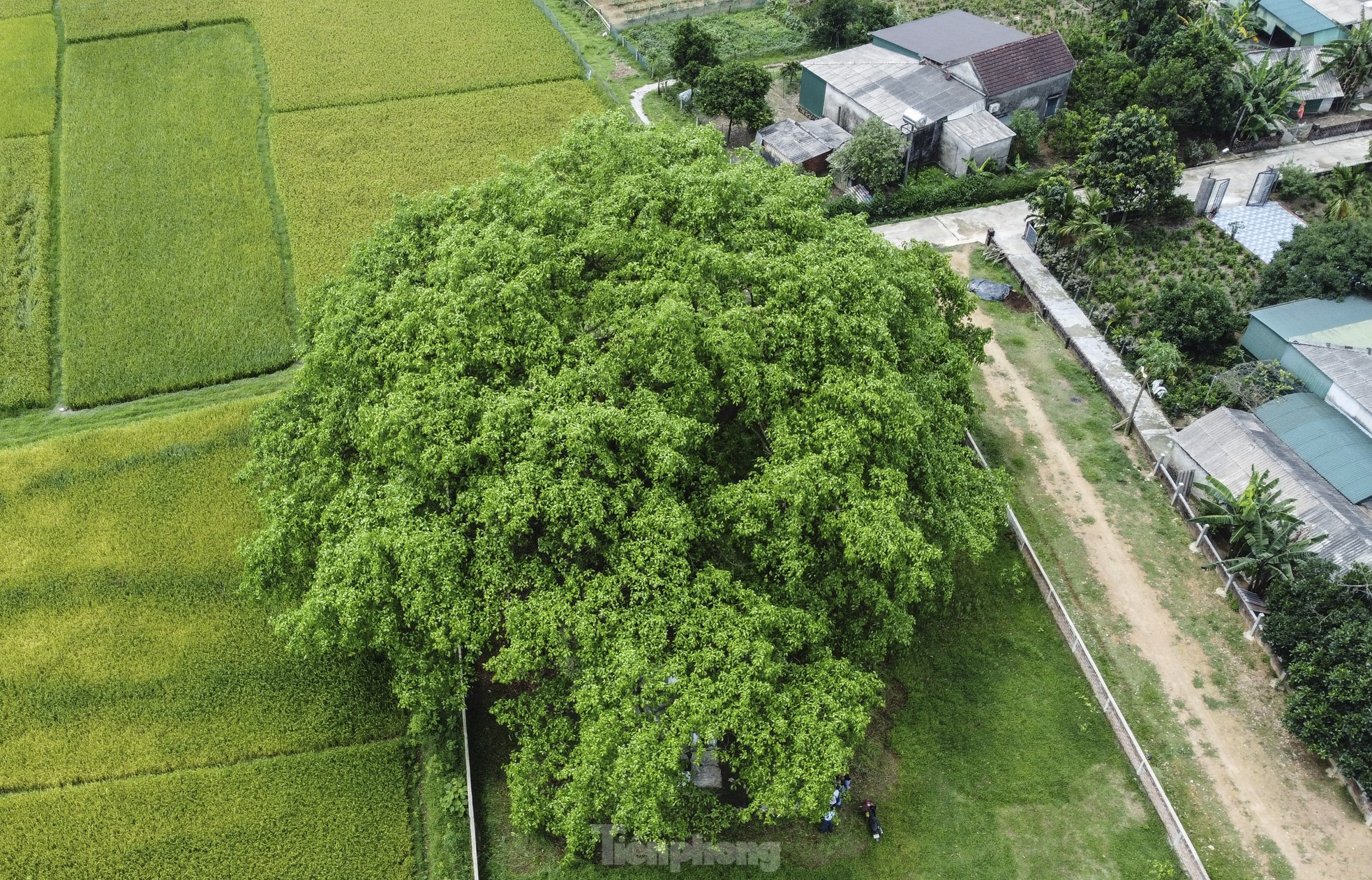 Cây đa cao 40 m, tán lá rộng với hơn 10 nhánh lớn, tạo bóng mát cho cả khu vực rộng lớn. Được người dân địa phương truyền tụng, cây đa gắn liền với nhiều sự kiện quan trọng lịch sử của làng, từ thời kỳ chiến tranh cho đến những năm tháng gian khó của mùa lũ.