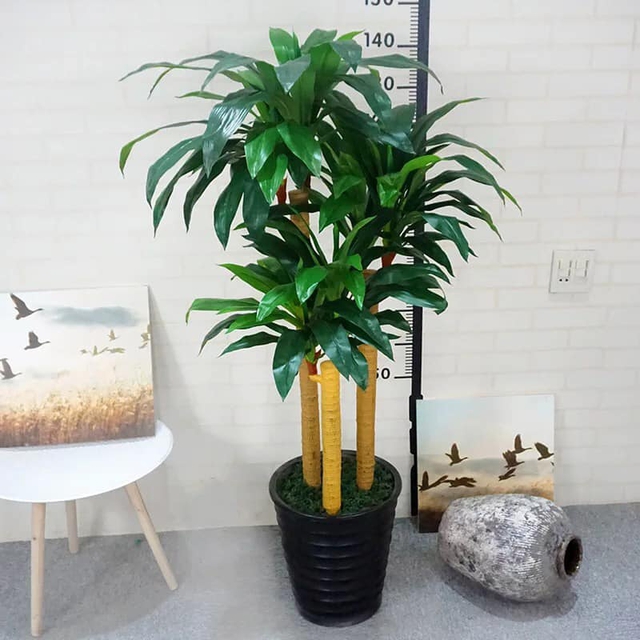 Việc chọn sai cây cảnh không chỉ làm giảm hiệu quả trang trí mà còn ảnh hưởng đến sức khỏe và phong thủy.