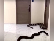 Clip Eva - Thái Lan: Khó chịu vì chó nhà hàng xóm gây ồn, người đàn ông thả trăn ra hành lang chung cư