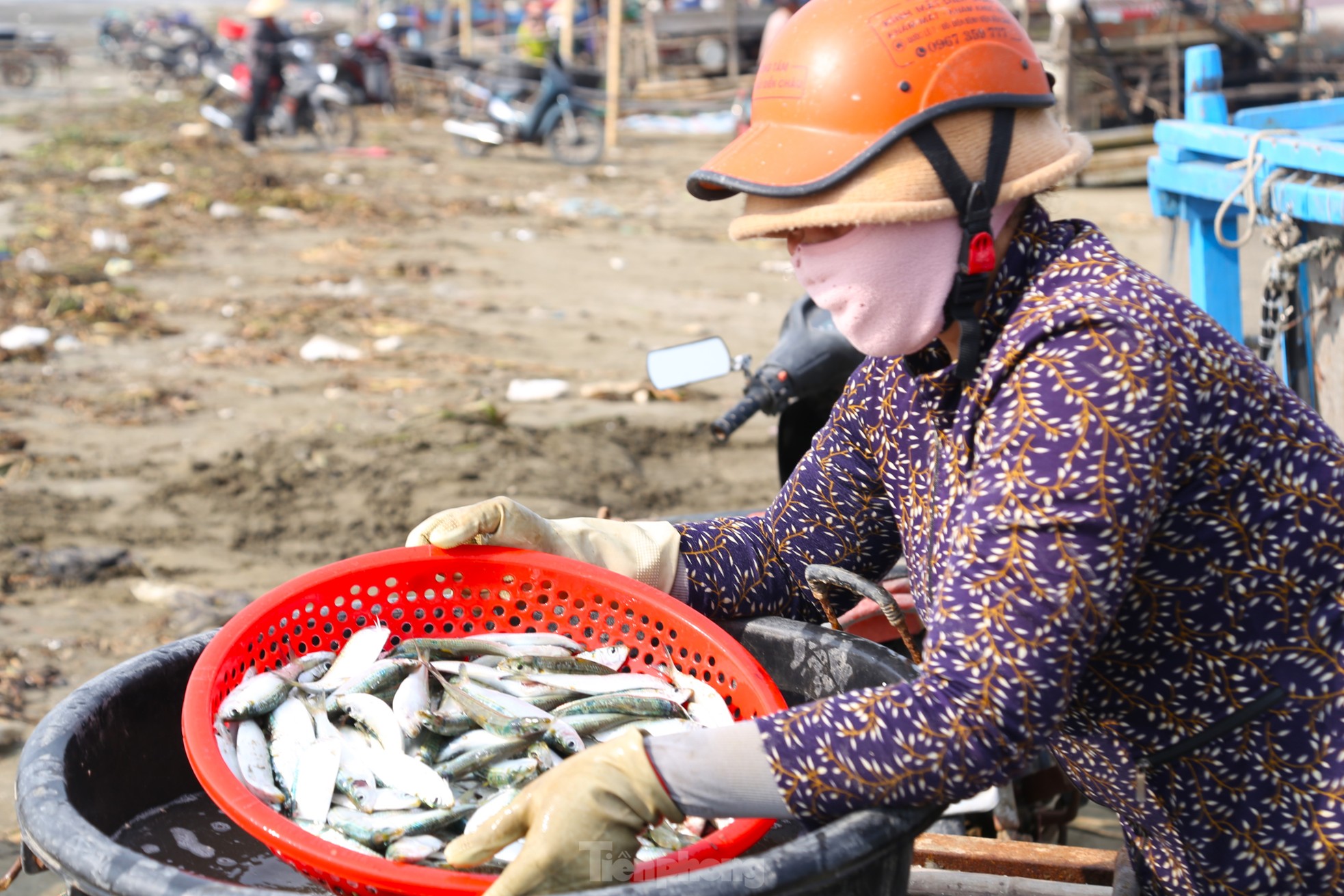 Cá trích đánh bắt trong đêm nên tươi nguyên. Với giá bán 15.000 - 30.000 đồng/kg, ngư dân có thể thu nhập cả triệu đồng mỗi ngày.