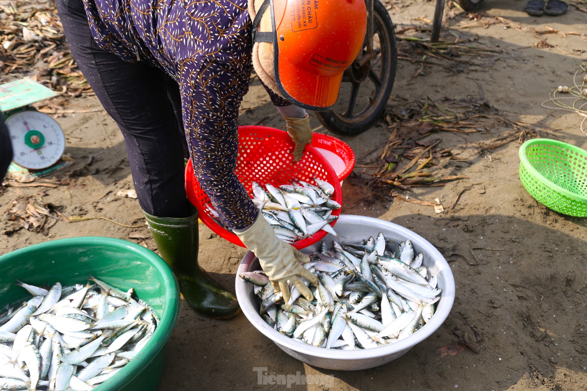 Mỏi tay gỡ cá tươi mỗi sáng, ngư dân Nghệ An thu nhập tiền triệu - 9