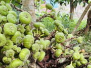 Lifestyle - Quả đặc sản sóng sánh mật, sai trĩu từ gốc đến ngọn, ăn kèm thịt luộc càng ngon