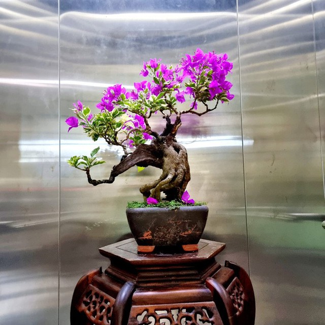 Hoa giấy có vòng đời ngắn, hoa và lá thường xuyên rụng.