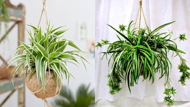Cây lan chi là loại cây ưa mát, ánh sáng 1 phần cho nên bạn đặt cây ở nơi có ánh sáng nhẹ, vừa đủ để cây không bị héo, khô.