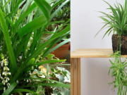 Nhà đẹp - Những người thuộc 3 mệnh này nếu trồng cây lan chi sẽ tăng tài lộc, sự nghiệp thăng tiến