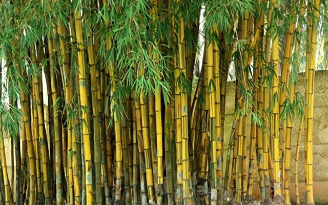 Trong phong thủy, trúc là biểu tượng của sự kiên cường và sự vươn lên, tượng trưng cho khả năng vượt qua mọi thử thách và khó khăn trong cuộc sống.