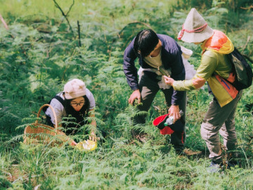 Đặc sản thơm ngon chỉ mọc mùa mưa, khách đổ về rừng thông Đà Lạt săn lùng