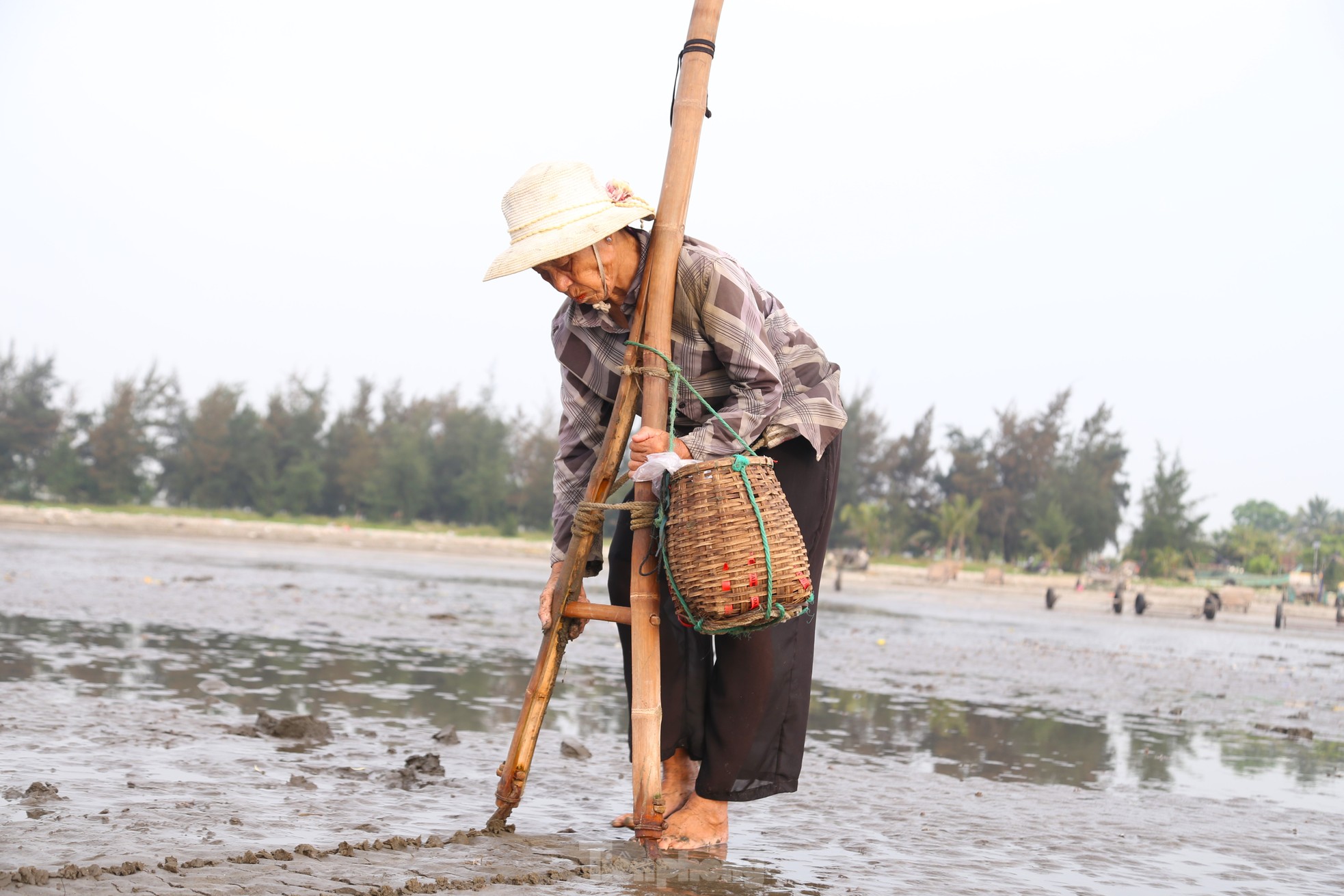 Bà Lê Thị Ba (77 tuổi, trú xóm 4, xã Hải Hùng) cho biết, từ 4 giờ sáng, khi thủy triều rút, bà đã ra biển cào ngao để kiếm thêm thu nhập. “Nghề cào ngao thường đi theo con nước, thủy triều rút lúc nào thì mình đi lúc đó. Khi cào ngao phải khom người, hai tay nắm chắc cán vợt cào rồi dùng lực ấn mạnh lưỡi cào xuống cát sâu khoảng 10 cm và đi giật lùi”, bà Ba chia sẻ.