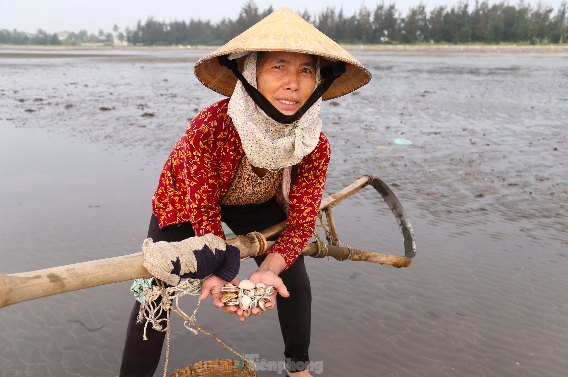 Bà Trần Thị Liên (65 tuổi, trú xóm 4, xã Hải Hùng) đã gắn bó với nghề cào ngao hơn 30 năm nay. Theo bà, công việc không đòi hỏi kinh nghiệm chỉ cần có sức khỏe, chịu được nắng, mưa. “Ngao tự nhiên ở biển có vị ngọt hơn ngao nuôi. Loại ngao to được bán với giá 60.000 - 70.000 đồng/kg. Ngao nhỏ khoảng 30.000 - 40.000 đồng/kg. Nếu chịu khó, mỗi ngày cũng có thu nhập vài trăm nghìn đồng”, bà Liên nói.