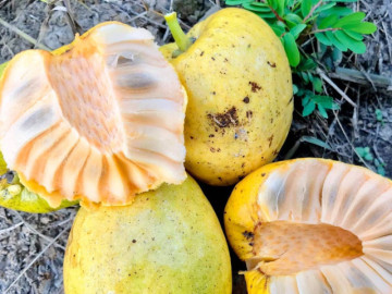 Lifestyle - Quả dại vàng ươm, thơm nức, xưa rụng đầy gốc nay phải 'săn lùng' mới có