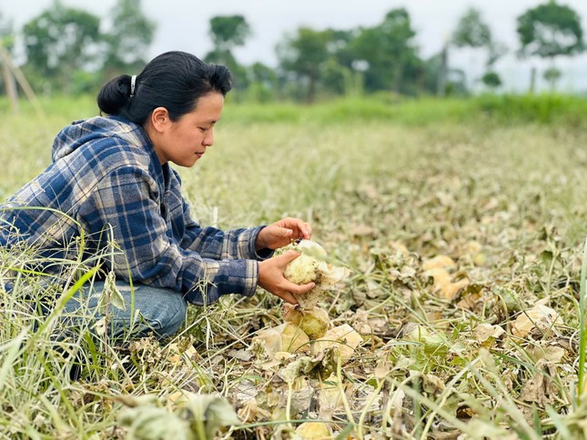 Ruộng dưa lê cũng chết héo sau lũ.