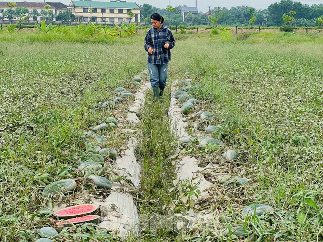 Lũ rút, để lại cánh đồng dưa chết héo, quả hư hỏng vì ngập lụt.