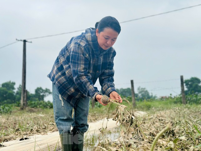 Ruộng dưa của chị Hằng hư hỏng sau lũ.