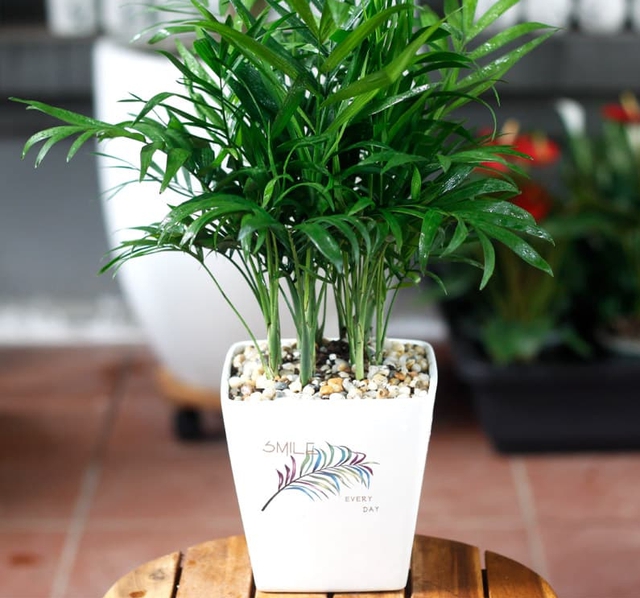 Cách chọn cây phong thuỷ phù hợp từng mệnh, mang đến may mắn, sức khỏe và tài lộc
