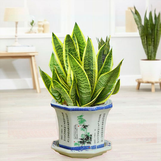 Cách chọn cây phong thuỷ phù hợp từng mệnh, mang đến may mắn, sức khỏe và tài lộc - 2