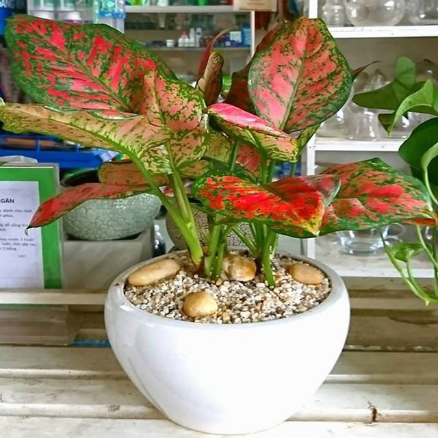 Cây vạn lộc thu hút tiền tài.