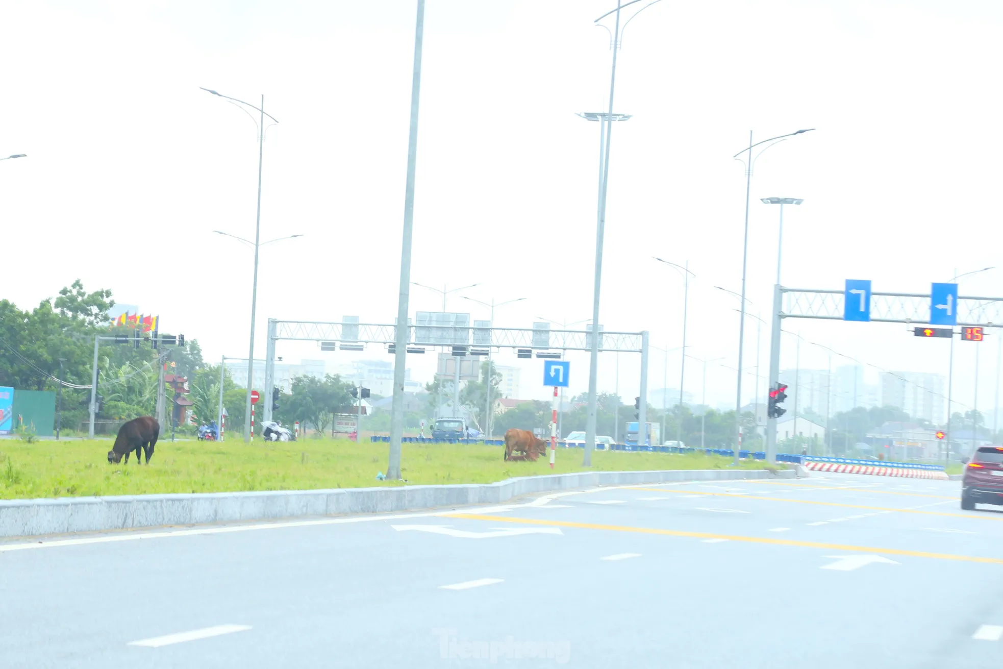 Theo lãnh đạo UBND phường Nghi Phú, từ khi Đại lộ Vinh - Cửa Lò thông xe, địa phương đã liên tục tuyên truyền, khuyến cáo người dân không chăn thả trâu, bò trên tuyến đường này. Thời gian đầu, địa phương đã nhắc nhở, tuy nhiên, để tăng sức răn đe, trong những tháng vừa qua, UBND phường đã giao cho công an phường tuần tra và lập biên bản xử phạt một số hộ thường xuyên vi phạm quy định.