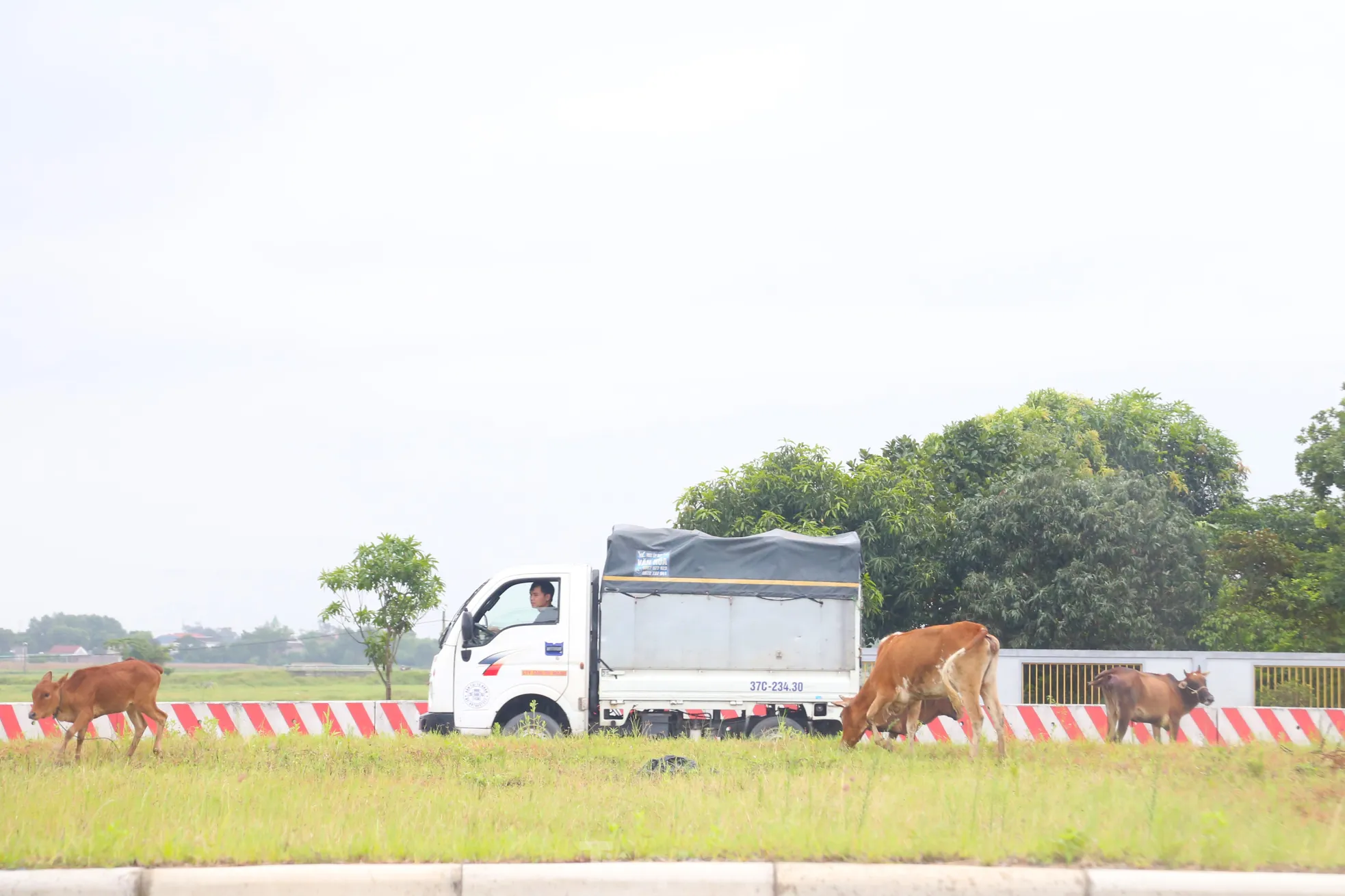 “Tuần trước, khi cả nhà xuống Cửa Lò tắm biển, xe ô tô của tôi đã bị một con bò người dân thả rông trên tuyến đường này húc vào khiến phần đầu xe bị móp. Rất may tôi đi chậm nếu không sẽ nguy hiểm khôn lường”, anh Q. (trú phường Quang Trung, thành phố Vinh) chia sẻ.