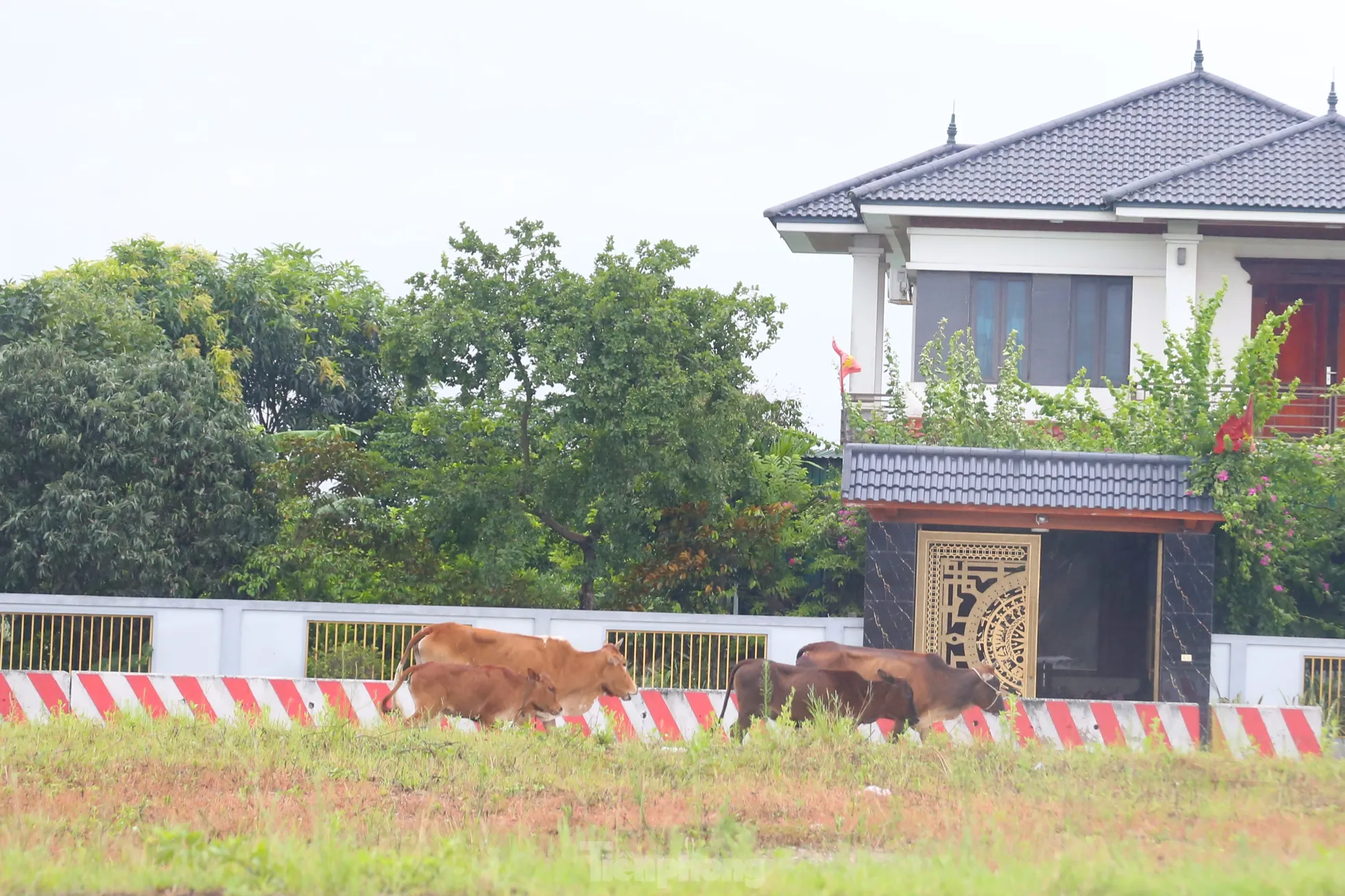 Trâu, bò thong dong như đi giữa đường làng