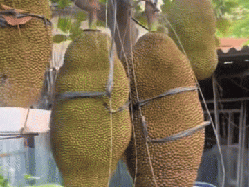 Cây mít ở Ninh Bình ra loạt quả 'khủng', chủ nhà lo gãy cành, phải làm giá đỡ