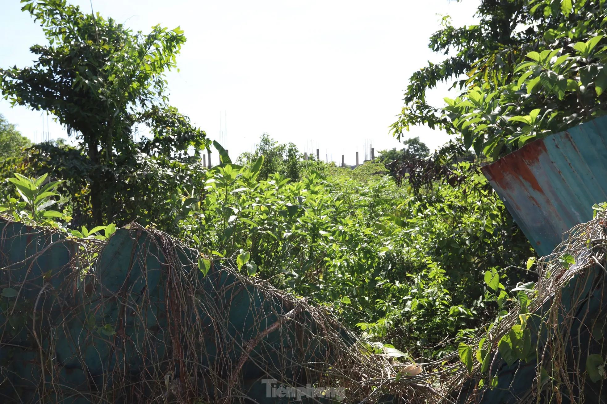 Sau 15 năm dự án khu thương mại giữa trung tâm Huế vẫn thành bãi hoang - 9