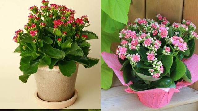 Trong không gian làm việc, cây sống đời có thể giúp tăng cường khả năng tập trung và sáng tạo.