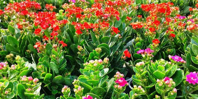 Cây sống đời là lựa chọn lý tưởng cho bất kỳ gia đình nào mong muốn không gian sống hài hòa, thịnh vượng.