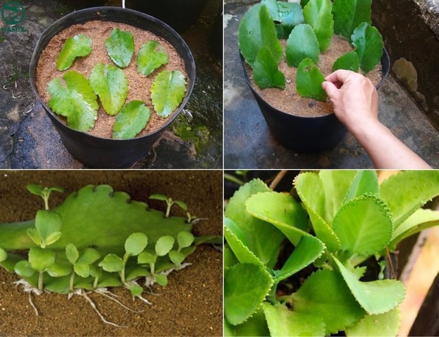 Cây sống đời muốn phát huy tối đa ý nghĩa phong thủy thì cần được chăm sóc đúng cách.