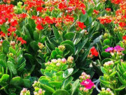 Nhà đẹp - Vị trí đặt cây sống đời trong nhà giúp thu hút tài lộc và kích hoạt vận may