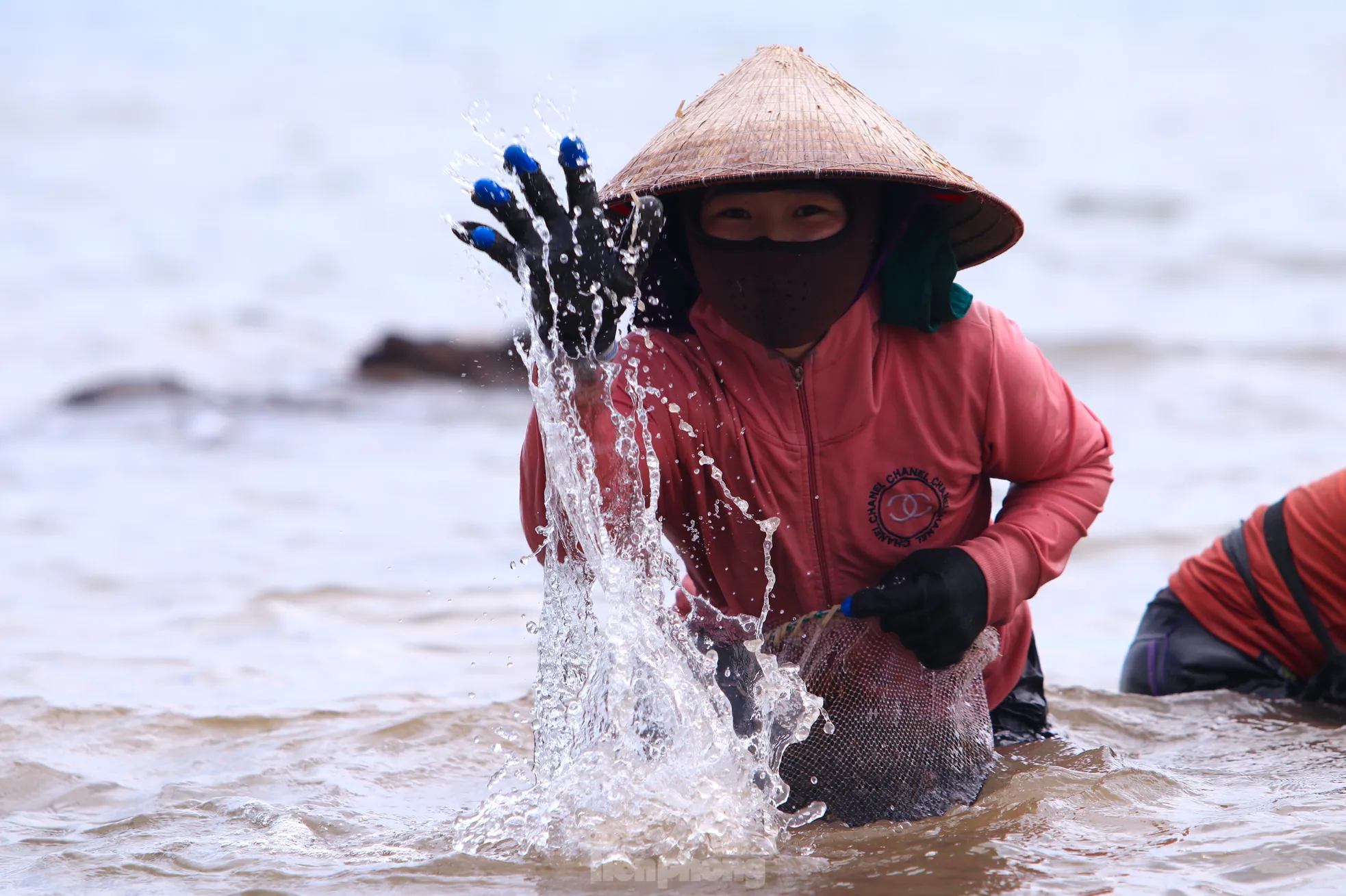 Ngụp lặn với sóng nước, kiếm nửa triệu mỗi ngày từ rong biển - 6