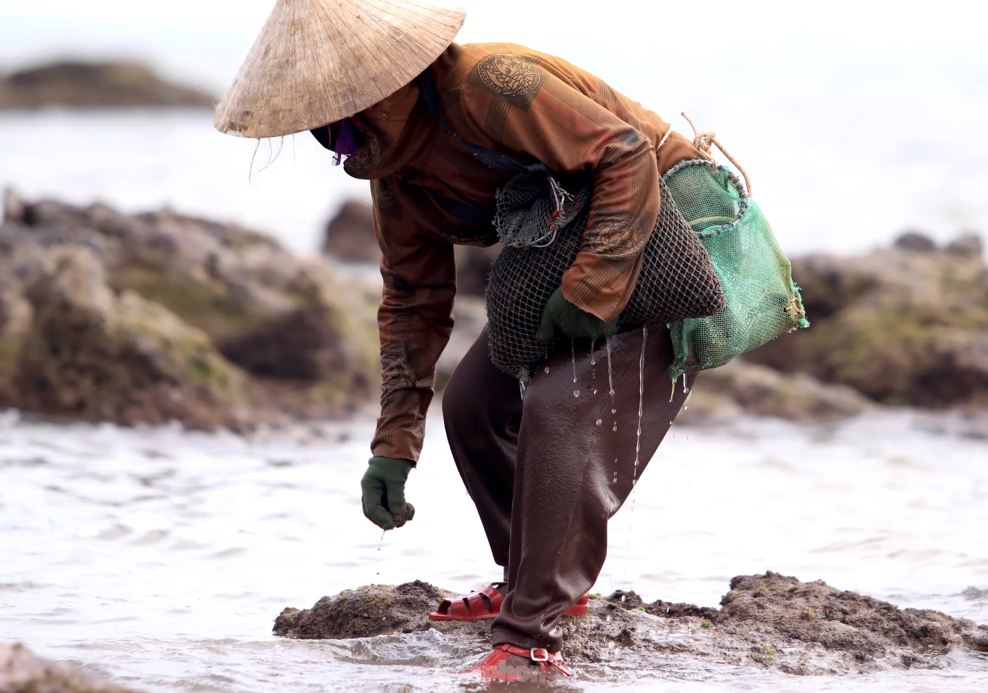 Chân dò dẫm bước đi trên bãi đá ngầm, mắt nhìn vị trí rong biển sinh sống.