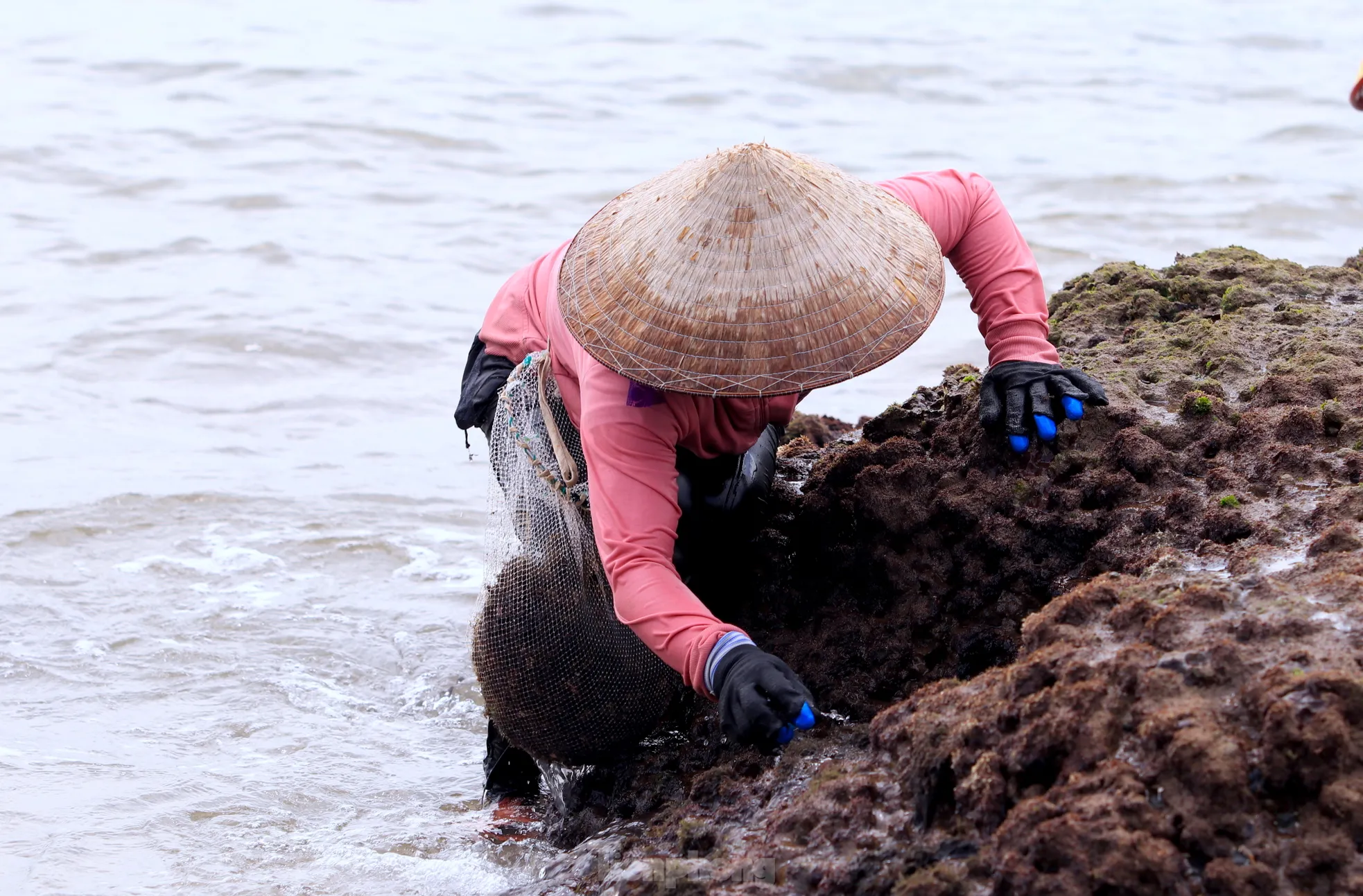 Ngụp lặn với sóng nước, kiếm nửa triệu mỗi ngày từ rong biển - 3