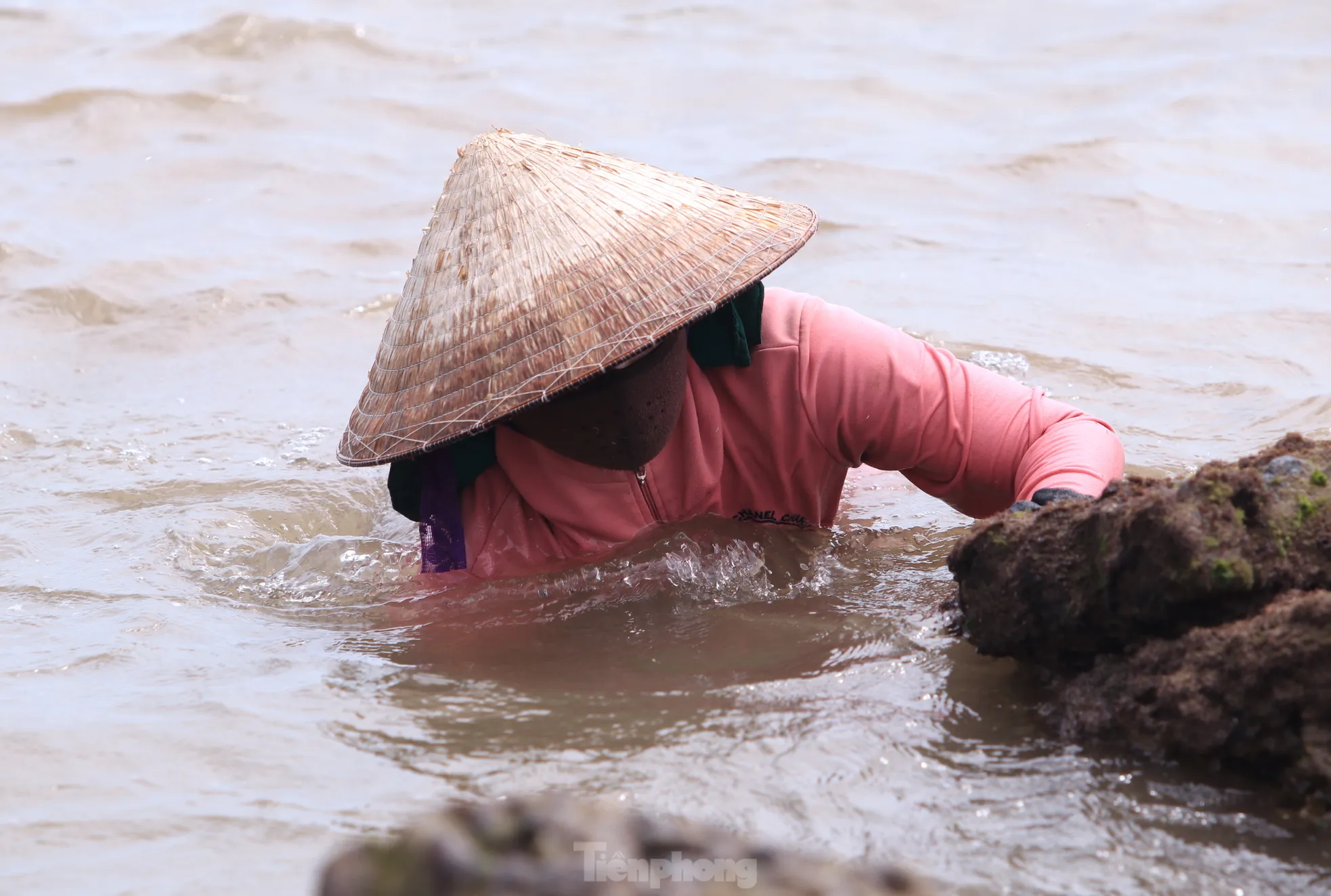 “Loại rong biển này thường sống và phát triển mạnh ở các bờ biển có bãi đá tự nhiên như xã Nghi Yên, Nghi Thiết, Nghi Tiến (huyện Nghi Lộc, Nghệ An). Phải thật tinh mắt, tay nhanh mới có thể vớt loài rau này. Chậm tý là sóng biển cuốn đi nơi khác rồi, chị Trần Thị Hoa (trú xã Thuận Long, huyện Quỳnh Lưu, Nghệ An) nói.